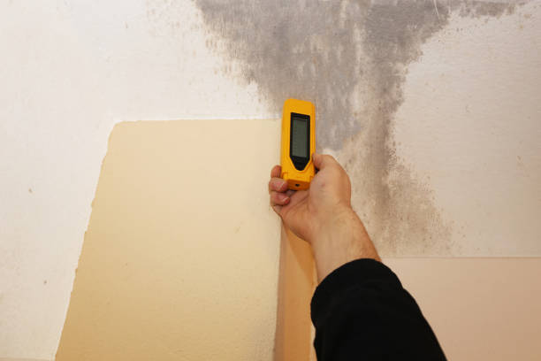 Best Black Mold Removal  in Glendale, AZ