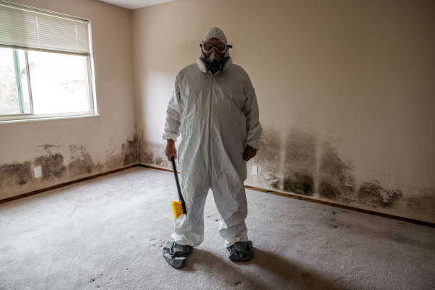 Reliable Glendale, AZ Mold Removal Solutions